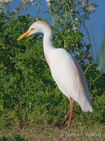 Cattle Egret_46630.jpg - Cattle Egret (Bubulcus ibis)Photographed near Breaux Bridge, Louisiana, USA.